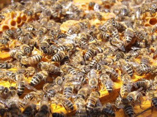 Bees: Chaos the clarity